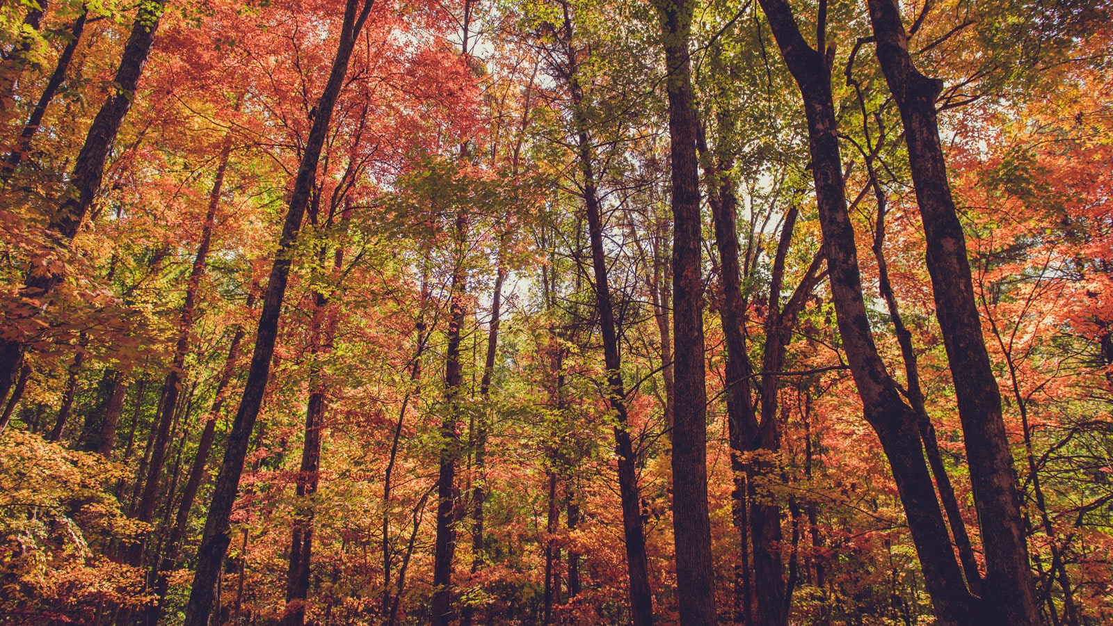 Colored Trees